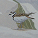 Hot Springs Killdeer